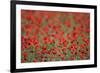 A Field of Poppies, Lesser Lake Prespa, Lake Prespa National Park, Albania, June 2009-Geidemark-Framed Photographic Print