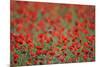 A Field of Poppies, Lesser Lake Prespa, Lake Prespa National Park, Albania, June 2009-Geidemark-Mounted Photographic Print