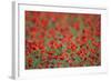 A Field of Poppies, Lesser Lake Prespa, Lake Prespa National Park, Albania, June 2009-Geidemark-Framed Photographic Print