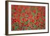 A Field of Poppies, Lesser Lake Prespa, Lake Prespa National Park, Albania, June 2009-Geidemark-Framed Photographic Print