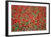 A Field of Poppies, Lesser Lake Prespa, Lake Prespa National Park, Albania, June 2009-Geidemark-Framed Photographic Print