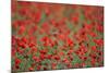 A Field of Poppies, Lesser Lake Prespa, Lake Prespa National Park, Albania, June 2009-Geidemark-Mounted Photographic Print