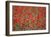 A Field of Poppies, Lesser Lake Prespa, Lake Prespa National Park, Albania, June 2009-Geidemark-Framed Photographic Print