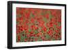 A Field of Poppies, Lesser Lake Prespa, Lake Prespa National Park, Albania, June 2009-Geidemark-Framed Photographic Print