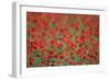 A Field of Poppies, Lesser Lake Prespa, Lake Prespa National Park, Albania, June 2009-Geidemark-Framed Photographic Print