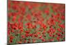 A Field of Poppies, Lesser Lake Prespa, Lake Prespa National Park, Albania, June 2009-Geidemark-Mounted Photographic Print