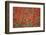 A Field of Poppies, Lesser Lake Prespa, Lake Prespa National Park, Albania, June 2009-Geidemark-Framed Photographic Print