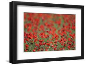 A Field of Poppies, Lesser Lake Prespa, Lake Prespa National Park, Albania, June 2009-Geidemark-Framed Photographic Print