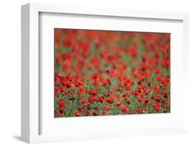 A Field of Poppies, Lesser Lake Prespa, Lake Prespa National Park, Albania, June 2009-Geidemark-Framed Photographic Print