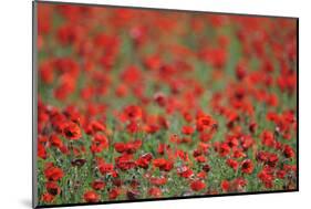 A Field of Poppies, Lesser Lake Prespa, Lake Prespa National Park, Albania, June 2009-Geidemark-Mounted Photographic Print