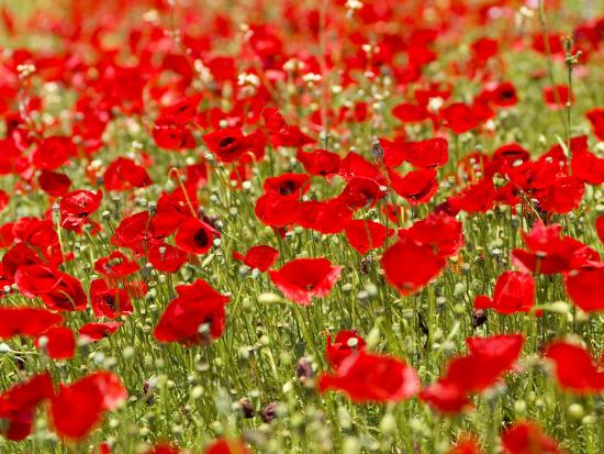 A Field of Poppies-Richard Nowitz-Stretched Canvas