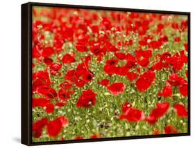 A Field of Poppies-Richard Nowitz-Stretched Canvas