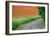 A Field of Red Poppy Flowers-Frank May-Framed Photo