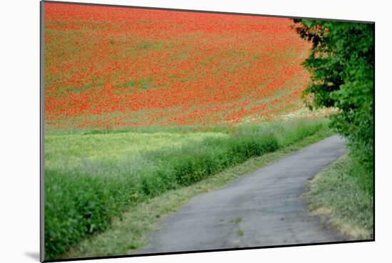 A Field of Red Poppy Flowers-Frank May-Mounted Photo