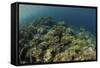 A Field of Soft Corals Grows on an Underwater Slope in Indonesia-Stocktrek Images-Framed Stretched Canvas