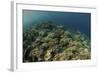 A Field of Soft Corals Grows on an Underwater Slope in Indonesia-Stocktrek Images-Framed Photographic Print