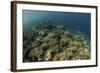 A Field of Soft Corals Grows on an Underwater Slope in Indonesia-Stocktrek Images-Framed Photographic Print