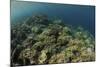 A Field of Soft Corals Grows on an Underwater Slope in Indonesia-Stocktrek Images-Mounted Photographic Print