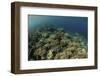 A Field of Soft Corals Grows on an Underwater Slope in Indonesia-Stocktrek Images-Framed Photographic Print