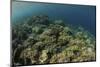 A Field of Soft Corals Grows on an Underwater Slope in Indonesia-Stocktrek Images-Mounted Photographic Print