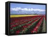 A Field of Tulips with Stormy Skies, Skagit Valley, Washington, Usa-Charles Sleicher-Framed Stretched Canvas