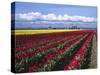 A Field of Tulips with Stormy Skies, Skagit Valley, Washington, Usa-Charles Sleicher-Stretched Canvas