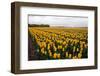 A Field of Yellow Flowers-Jan Marijs-Framed Premium Photographic Print
