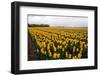 A Field of Yellow Flowers-Jan Marijs-Framed Premium Photographic Print