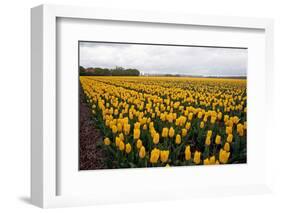 A Field of Yellow Flowers-Jan Marijs-Framed Premium Photographic Print