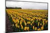 A Field of Yellow Flowers-Jan Marijs-Mounted Premium Photographic Print