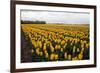 A Field of Yellow Flowers-Jan Marijs-Framed Photographic Print