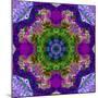 A Filigree Mandala from Color Drawing and Flower Photograph, Layered Work-Alaya Gadeh-Mounted Photographic Print