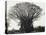 A Fine Banyan Tree, Apia, Samoa-null-Stretched Canvas