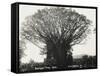 A Fine Banyan Tree, Apia, Samoa-null-Framed Stretched Canvas