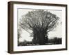 A Fine Banyan Tree, Apia, Samoa-null-Framed Premium Photographic Print
