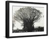 A Fine Banyan Tree, Apia, Samoa-null-Framed Premium Photographic Print