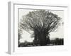 A Fine Banyan Tree, Apia, Samoa-null-Framed Premium Photographic Print