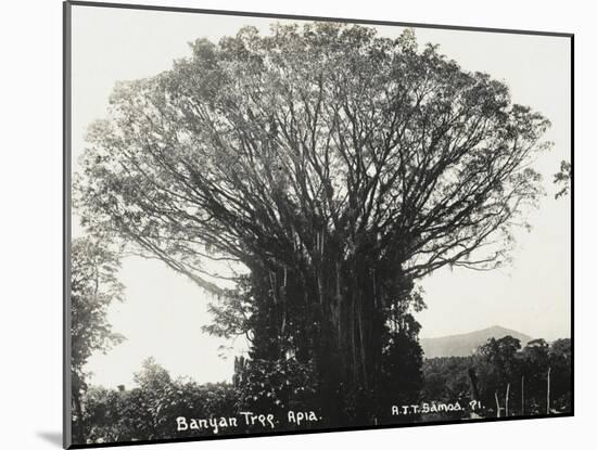 A Fine Banyan Tree, Apia, Samoa-null-Mounted Premium Photographic Print