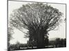 A Fine Banyan Tree, Apia, Samoa-null-Mounted Premium Photographic Print