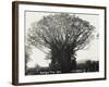 A Fine Banyan Tree, Apia, Samoa-null-Framed Photographic Print