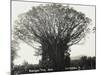 A Fine Banyan Tree, Apia, Samoa-null-Mounted Photographic Print