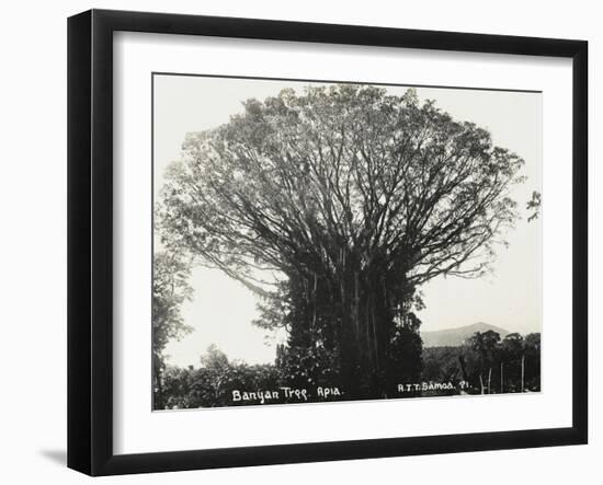 A Fine Banyan Tree, Apia, Samoa-null-Framed Photographic Print