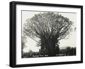 A Fine Banyan Tree, Apia, Samoa-null-Framed Photographic Print