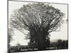 A Fine Banyan Tree, Apia, Samoa-null-Mounted Photographic Print