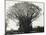 A Fine Banyan Tree, Apia, Samoa-null-Mounted Photographic Print