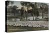 A Fine Flock of Australian Sheep-null-Stretched Canvas