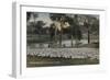 A Fine Flock of Australian Sheep-null-Framed Giclee Print