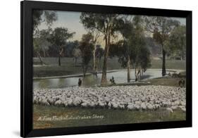 A Fine Flock of Australian Sheep-null-Framed Giclee Print