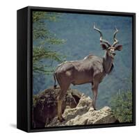 A Fine Greater Kudu Bull Standing on a Termite Mound in the Game Reserve Surrounding Lake Bogoria-Nigel Pavitt-Framed Stretched Canvas