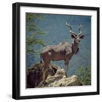 A Fine Greater Kudu Bull Standing on a Termite Mound in the Game Reserve Surrounding Lake Bogoria-Nigel Pavitt-Framed Photographic Print